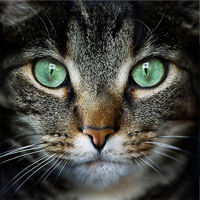 Occhi di gatto per cat eyes makeup
